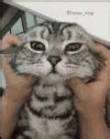 Cat Squish GIF – Cat Squish Face – Откриване и споделяне на GIF файлове