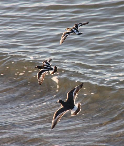 Black Turnstones in Flight