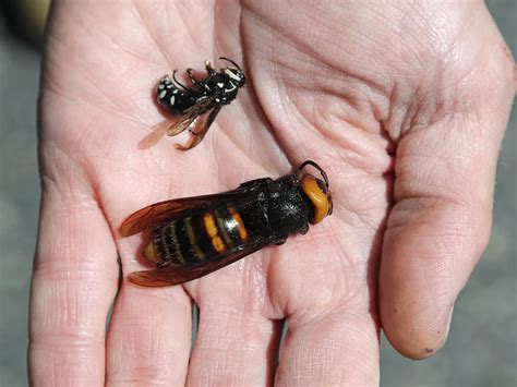 Giant 'Murder' Hornet Has Landed at the Natural History Museum | At the ...