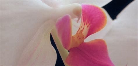 Homestead Stories: Orchids That Look Like Birds • Insteading