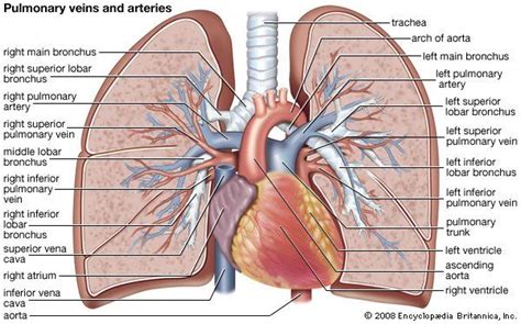 Pulmonary circulation | Definition, Function, Diagram, & Facts | Lung ...