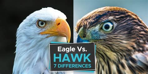 Eagle vs Hawk [The 7 Important Differences to Learn] - Birdwatching Buzz