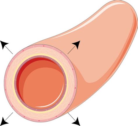 Difference Between Vasoconstriction and Vasodilation | Compare the ...