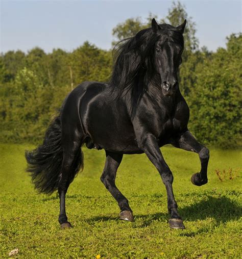 Andalusian Horse Breed Information, History, Videos, Pictures