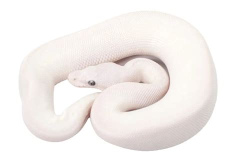 Top 50 Most Popular Ball Python Morphs & Colors (With Pictures)