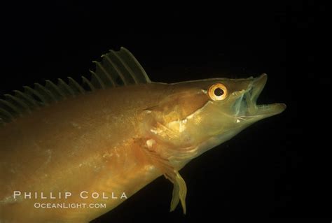 Giant kelpfish, Heterostichus rostratus, San Clemente Island, California