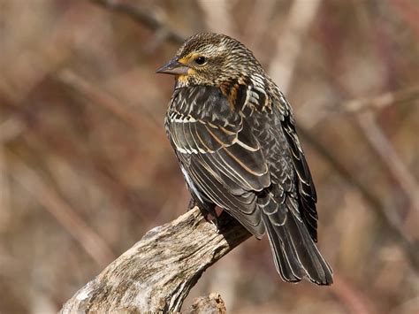 Red-winged Blackbirds - Spring has arrived!