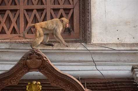 Pashupatinath Temple (25) | Richard Mortel | Flickr