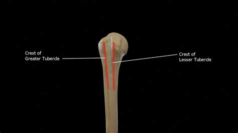 Humerus 3d Anatomy | Doc Jana