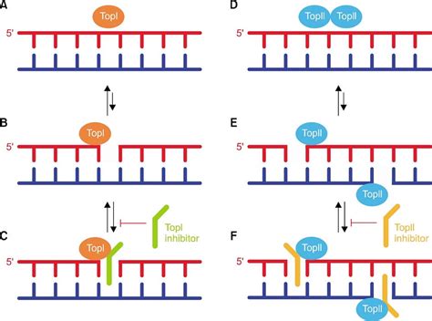 Dna Replication Topoisomerase Function