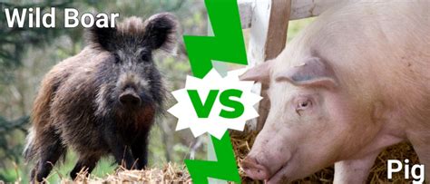 Wild Boar vs Pig: What are the Differences? - IMP WORLD