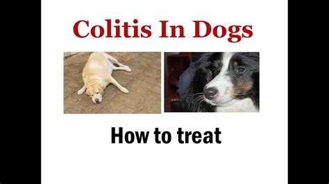 Colitis In Puppies / Inflammatory Bowel Disease In Dogs And Cats The ...