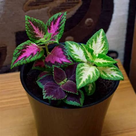 10 Red Leaf Houseplants You Need To Know!