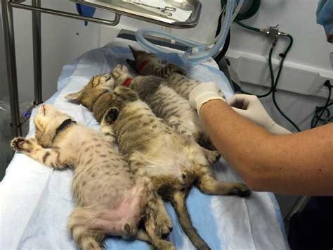 how long does a cat neuter surgery take - GéAnt Blogged Photo Galleries