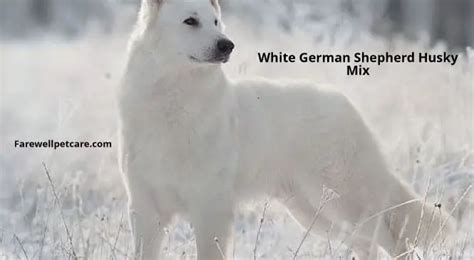 White German Shepherd Husky Mix-Everything You Need to Know - Farewell ...