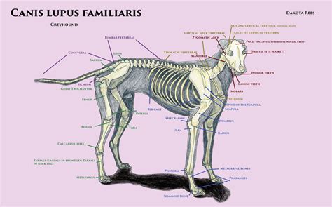 Dog Skeleton by AquaMetalDragon on DeviantArt