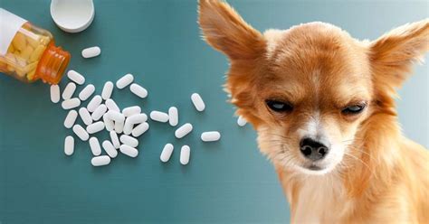 Natural Alternatives To Metronidazole for Dogs