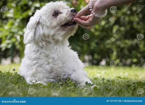 Maltese Dog Training - Giving Food Award Stock Photo - Image of cute ...