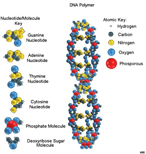 DNA Structure and Purpose in the Human Body