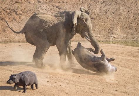 Elephant vs Hippo - Mirror Online