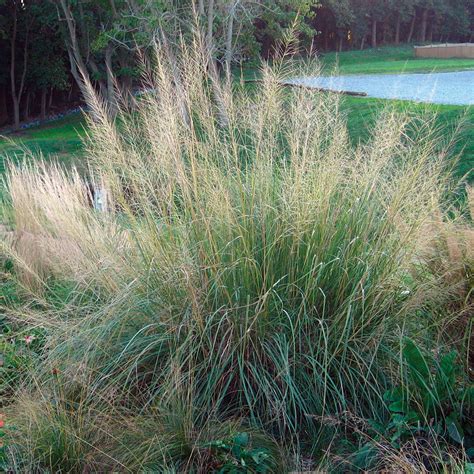 Which grass is invasive? Which isn't? - FineGardening