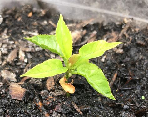 This cherry seedling looks like it's giving a thumbs up Growing Seeds ...