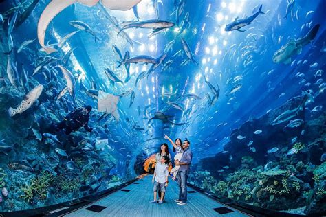 Dubai Aquarium and Underwater Zoo in Dubai Mall | Visit Dubai