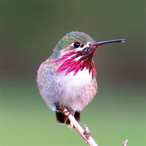 10 Incredible Hummingbird Species You Could See in Your Backyard ...