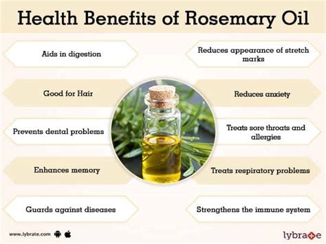 Rosemary Oil Benefits And Its Side Effects | Lybrate