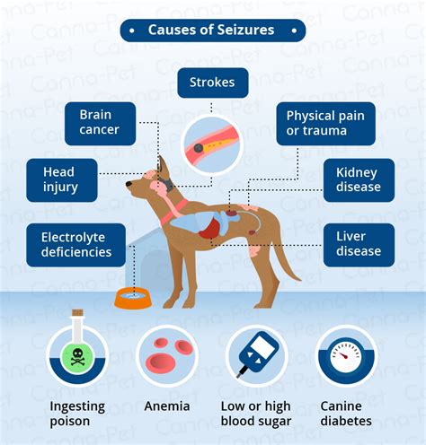 How To Treat A Dog With A Seizure