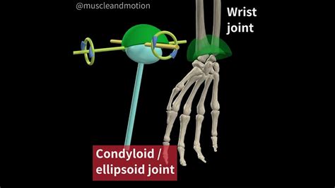 Condyloid Joint - Biology Simple