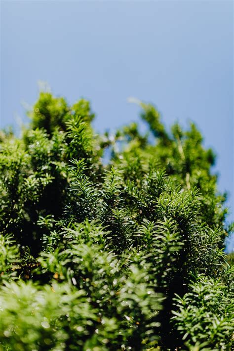 Rare anti-cancer tree on verge of extinction – Greenhood Nepal