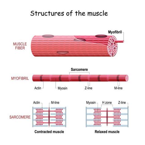 Actin and Myosin | Biology Dictionary