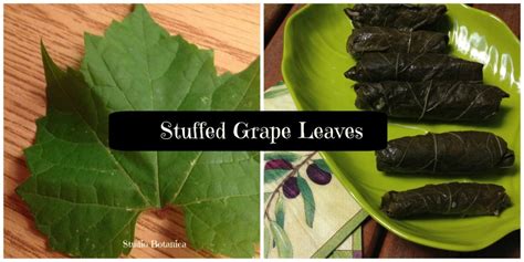 Easy Aromatic Stuffed Grape Leaves recipe - Studio Botanica