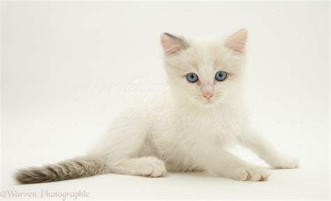 Blue-eyed Ragdoll kitten photo WP27665