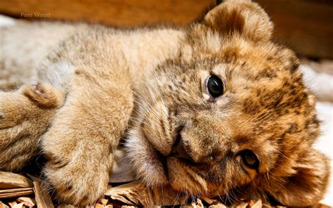 Cute Lion Cubs Wallpaper - WallpaperSafari