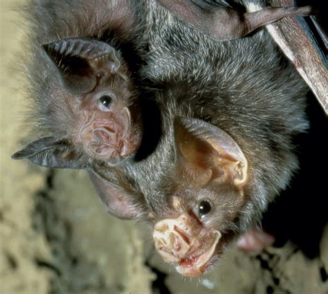 What Can Vampire Bats Teach Us About Socializing In A Pandemic?