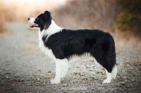 About The Breed: Border Collie Highland Canine Training | lupon.gov.ph