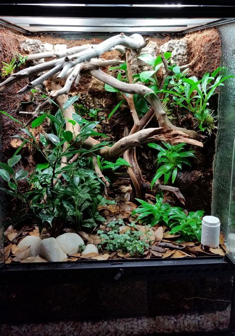 Crested Gecko Vivarium - Dendroboard