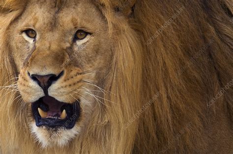 African Lion male roaring - Stock Image - F023/1928 - Science Photo Library