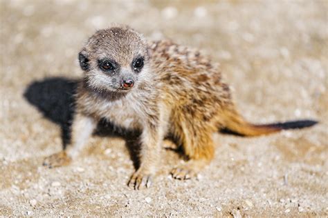 Adorable meerkat baby | A really cute meerkat baby in the su… | Flickr