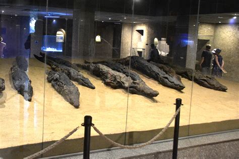 An Ultimate Guide to the Kom Ombo Crocodile Museum – Slow Travel News