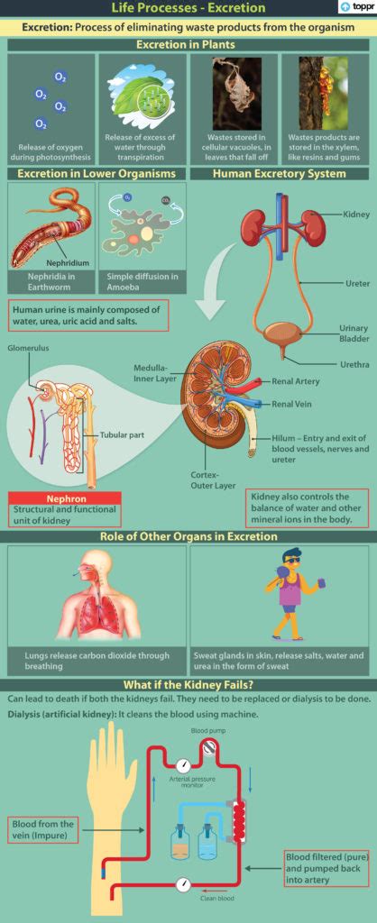 Before the Kidneys Filter It Out Where Does Urea Exist