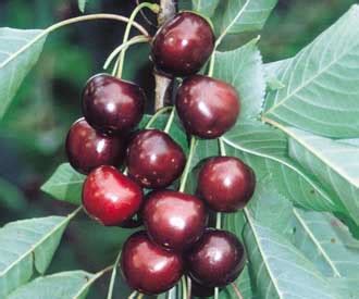 Sweetheart - Cherry - Fruit Trees for sale | Order online