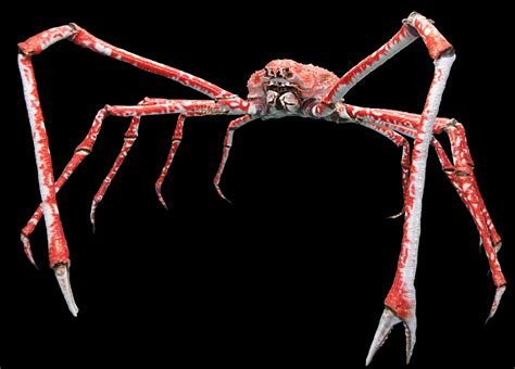 Japanese spider crab - Simple English Wikipedia, the free encyclopedia