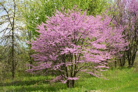 Plant A Day – Eastern Redbud | Naturally Speaking