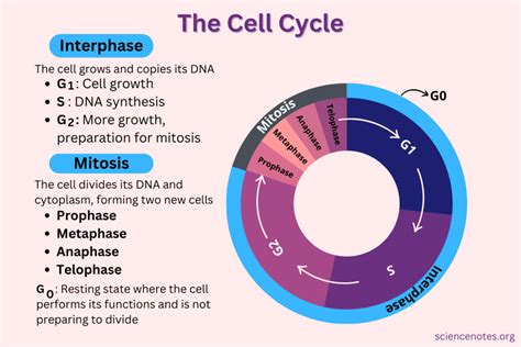 Cell Cycle Phases and Checkpoints