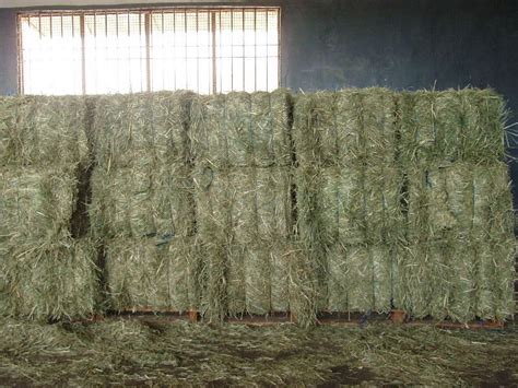 Rhodes Grass Hay - Ti Tree Food & Fodder