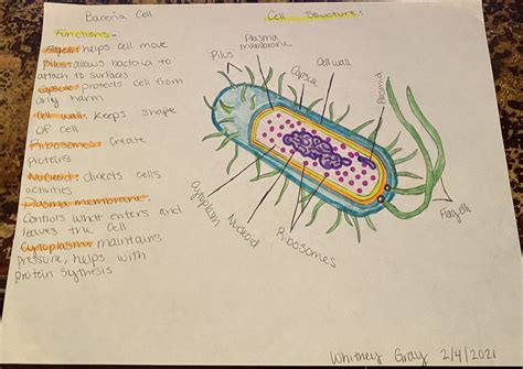 Labeled Diagram Of A Bacterial Cell