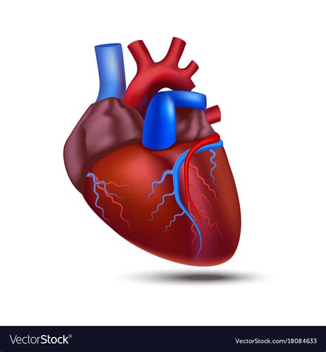 Realistic detailed 3d human anatomy heart Vector Image